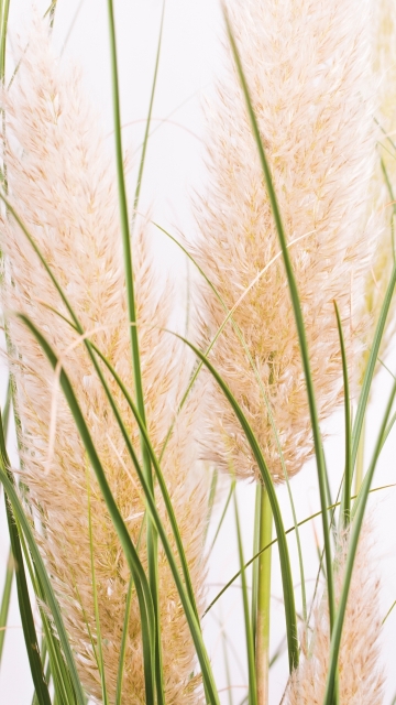 Cortaderia selloana